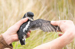 Image of South Georgia Diving Petrel