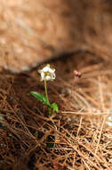 Image of Chimaphila japonica Miq.