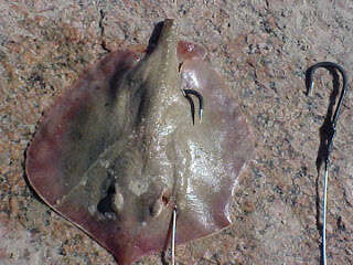 Image of Spiny-tail Round Ray