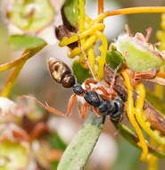 صورة Myrmecia fulviculis Forel 1913