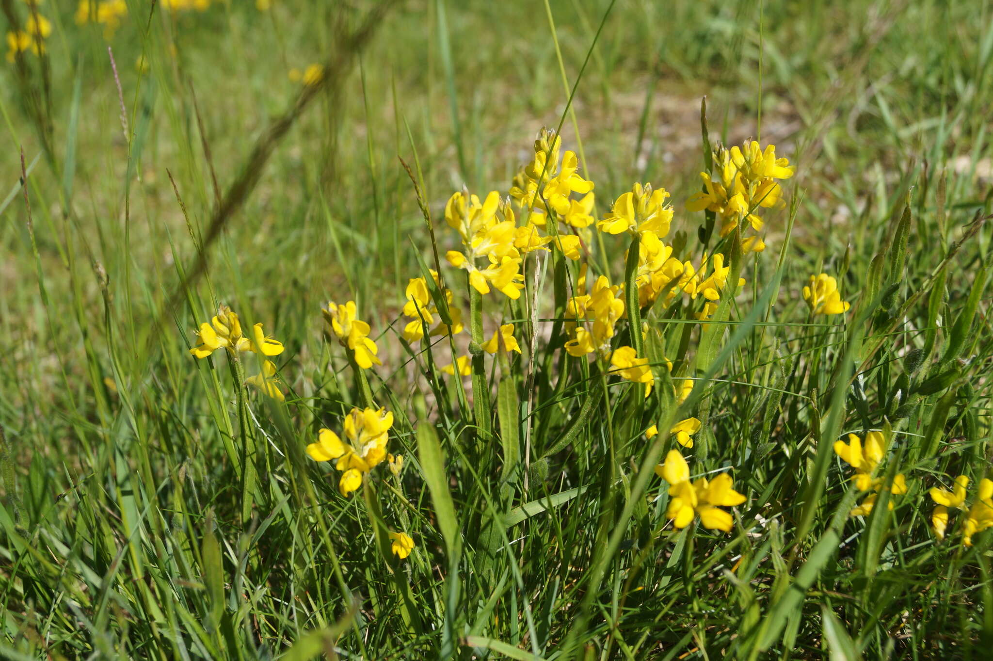 Слика од Genista sagittalis L.