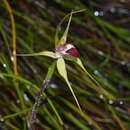 Image of Granite spider orchid
