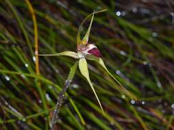 Plancia ëd Caladenia granitora Hopper & A. P. Br.