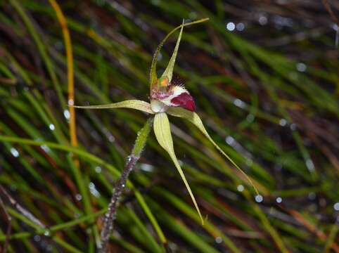 Image of Granite spider orchid
