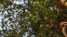 Image of Langsdorf's copaifera