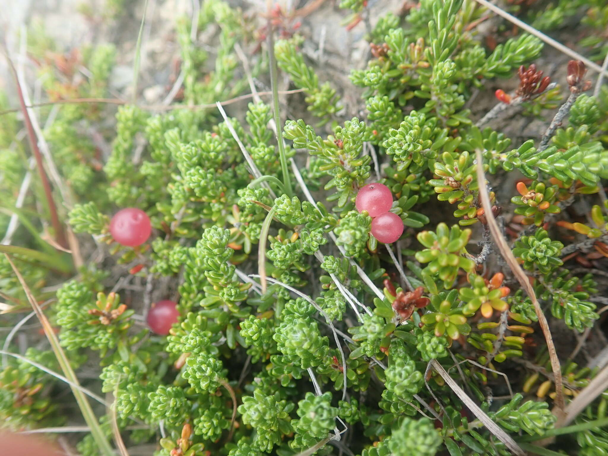 Image of purple crowberry