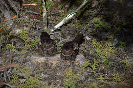 Image of Heinrich's Nightjar