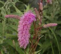 Слика од Sanguisorba hakusanensis Makino