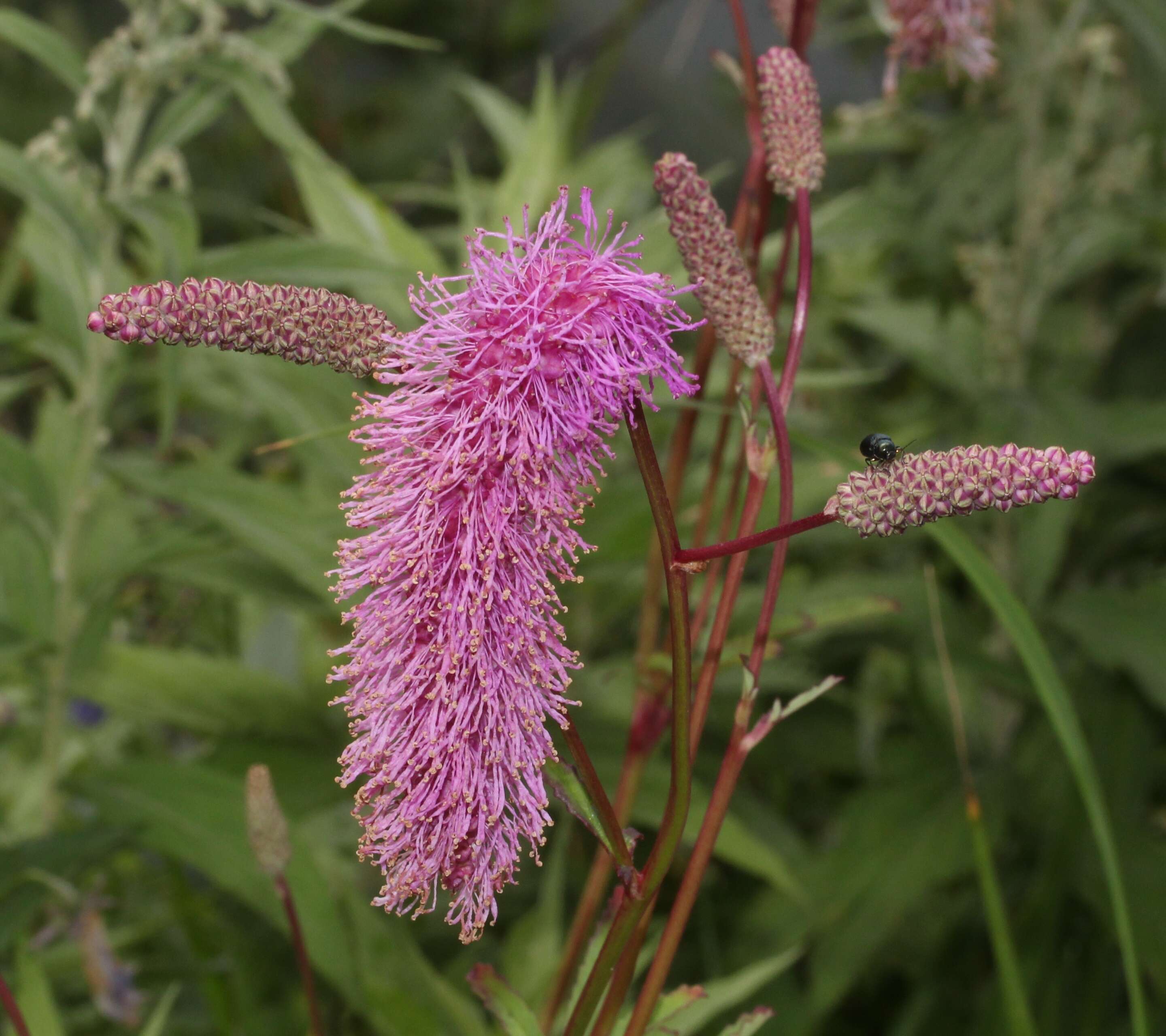 Слика од Sanguisorba hakusanensis Makino