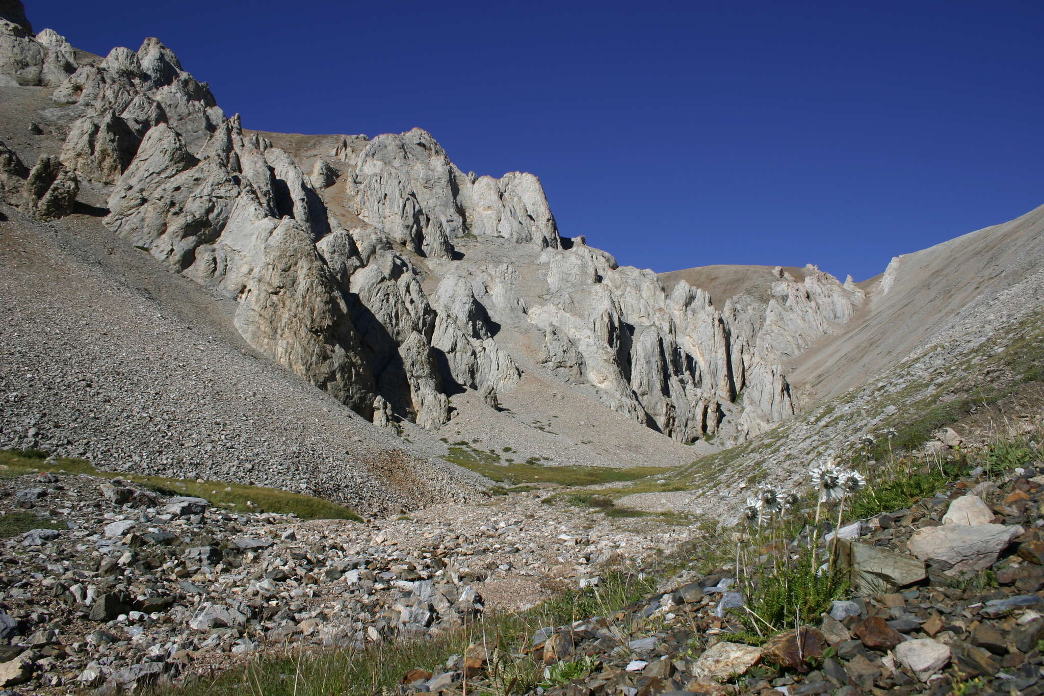 Image of Tanacetum pulchrum (Ledeb.) Sch. Bip.