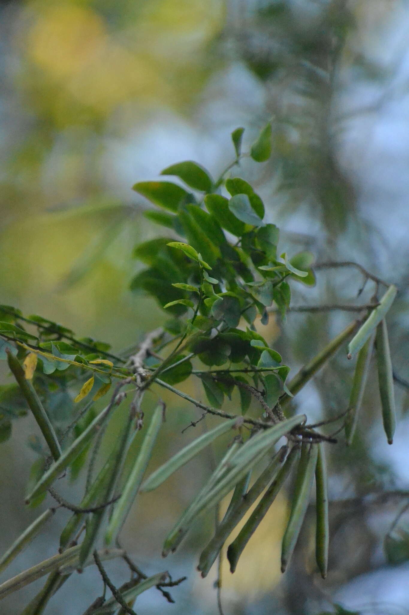 Plancia ëd <i>Indigofera jucunda</i>