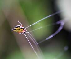 Image of Gasteracantha rhomboidea comorensis Strand 1916