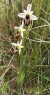 Image of Ophrys arachnitiformis Gren. & Philippe