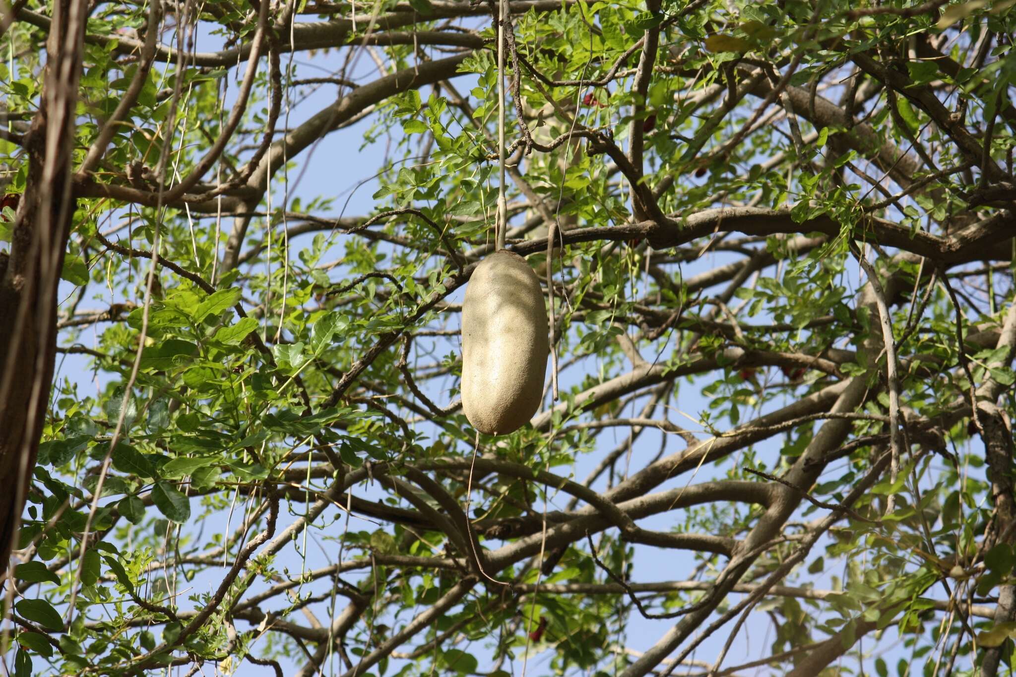 Image of sausage tree