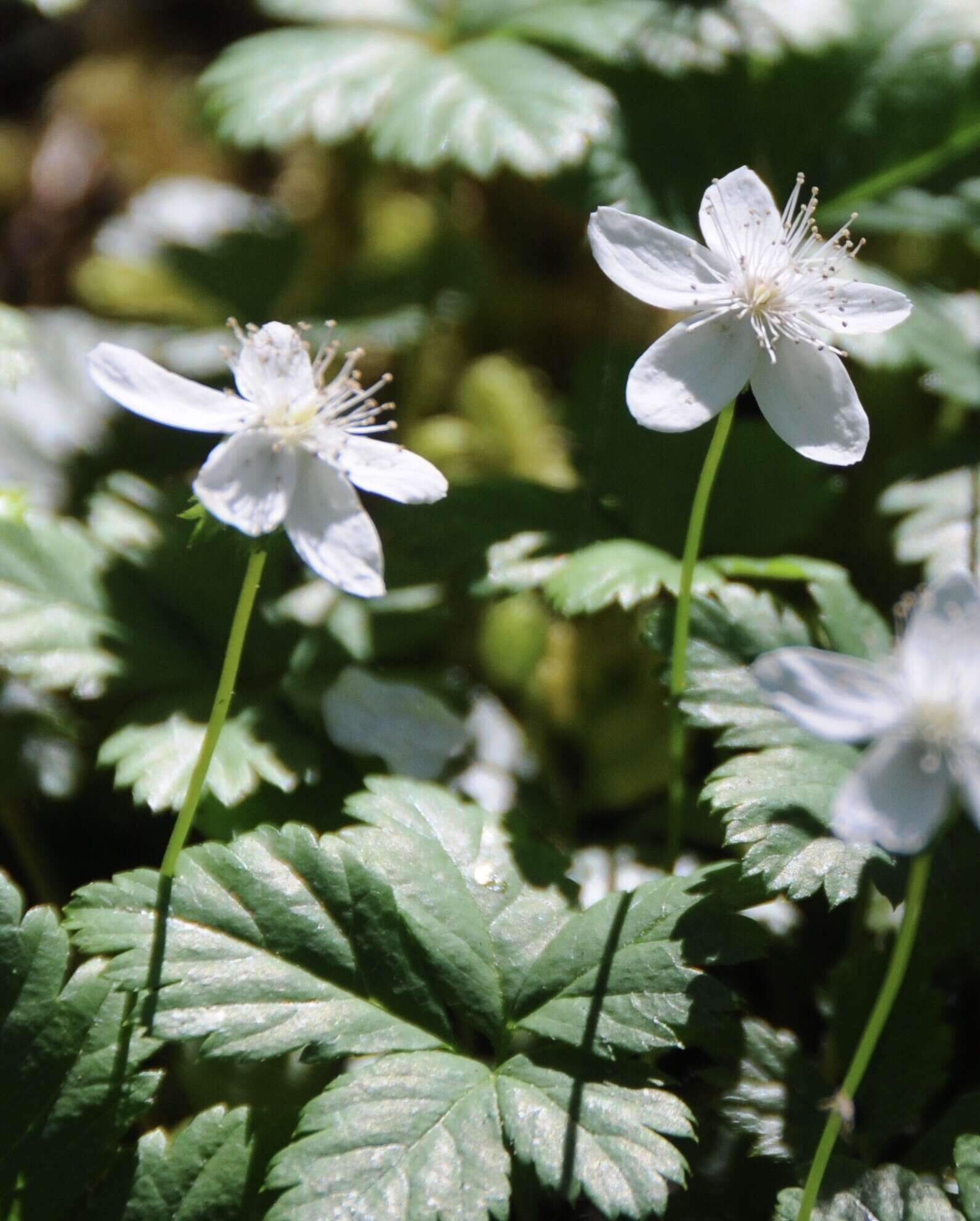 Rubus pedatus Sm. resmi