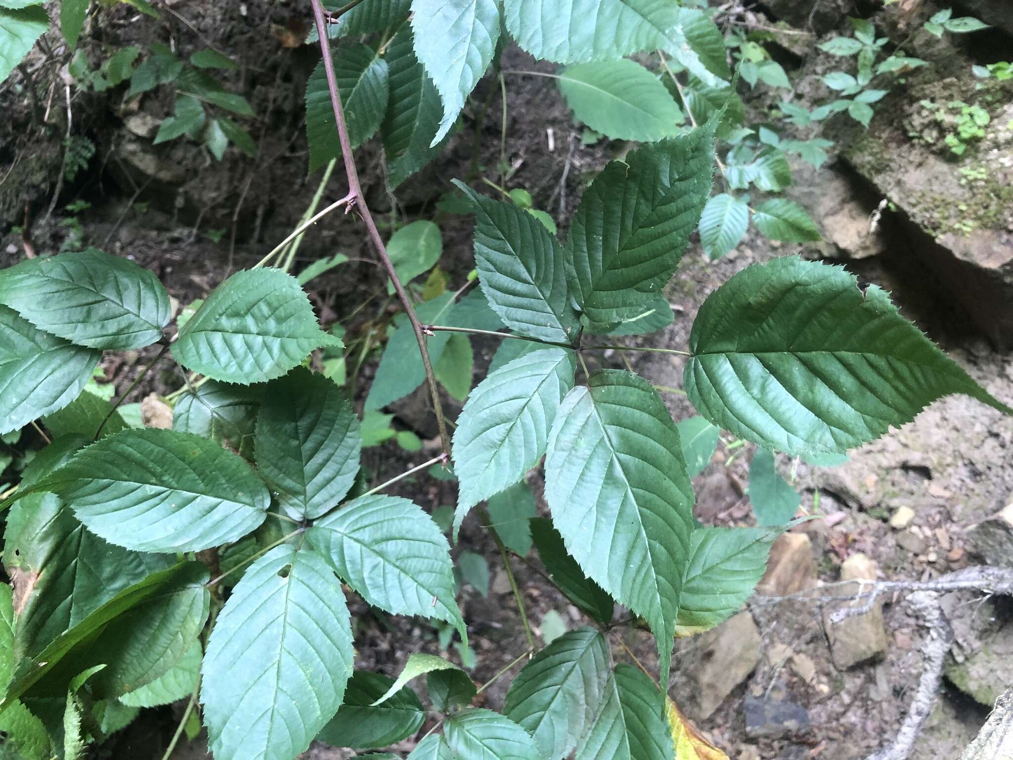 صورة Rubus canadensis L.