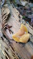 Image of Galerina marginata (Batsch) Kühner 1935