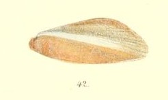 Image of <i>Arcuatula perfragilis</i> (Dunker 1857)