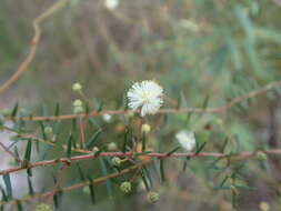 Image of juniper wattle