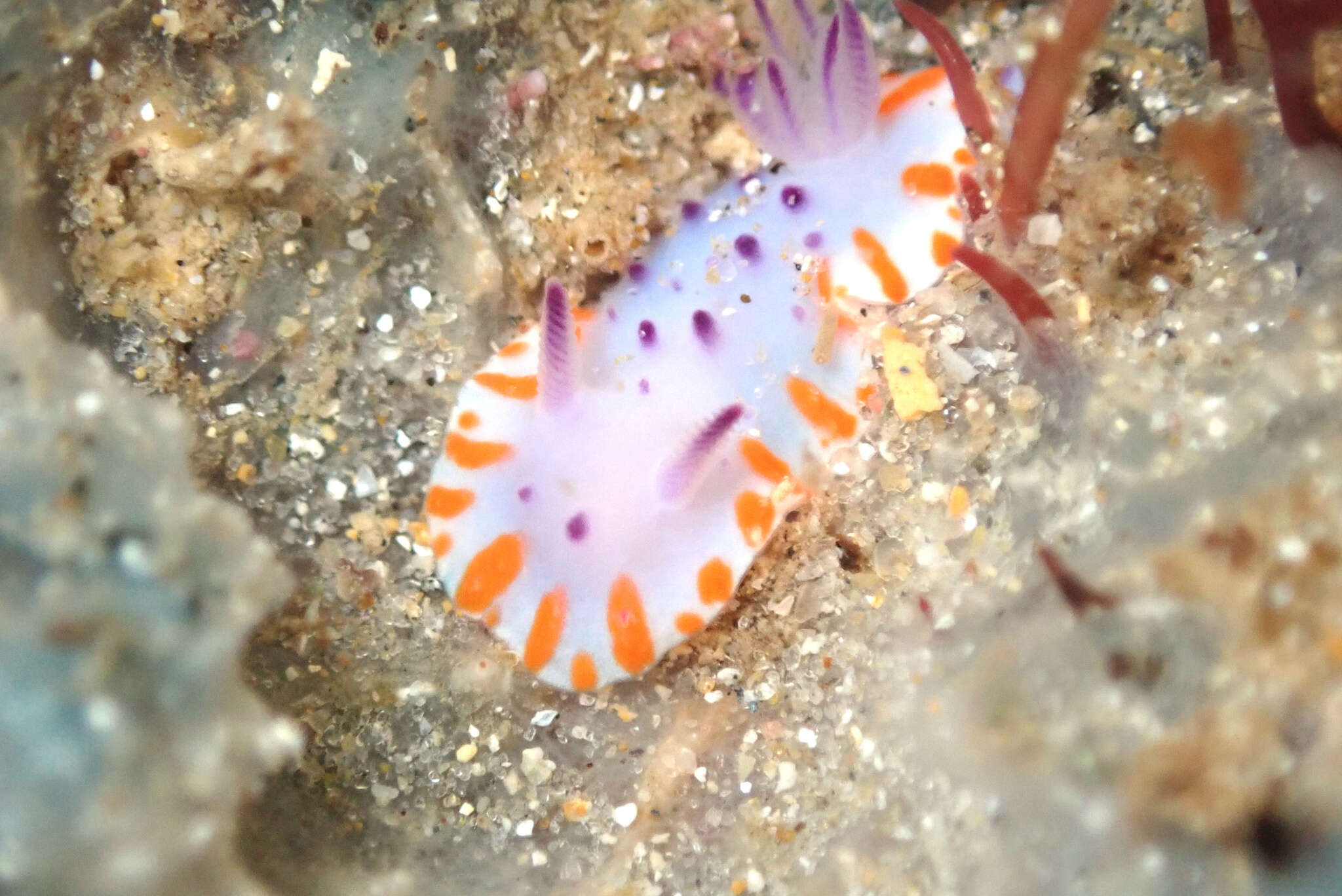 Image of Mexichromis macropus Rudman 1983