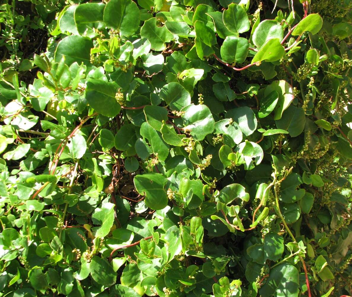 Image of Muehlenbeckia adpressa (Labill.) Meisn.