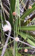 Image of Florida mimosa