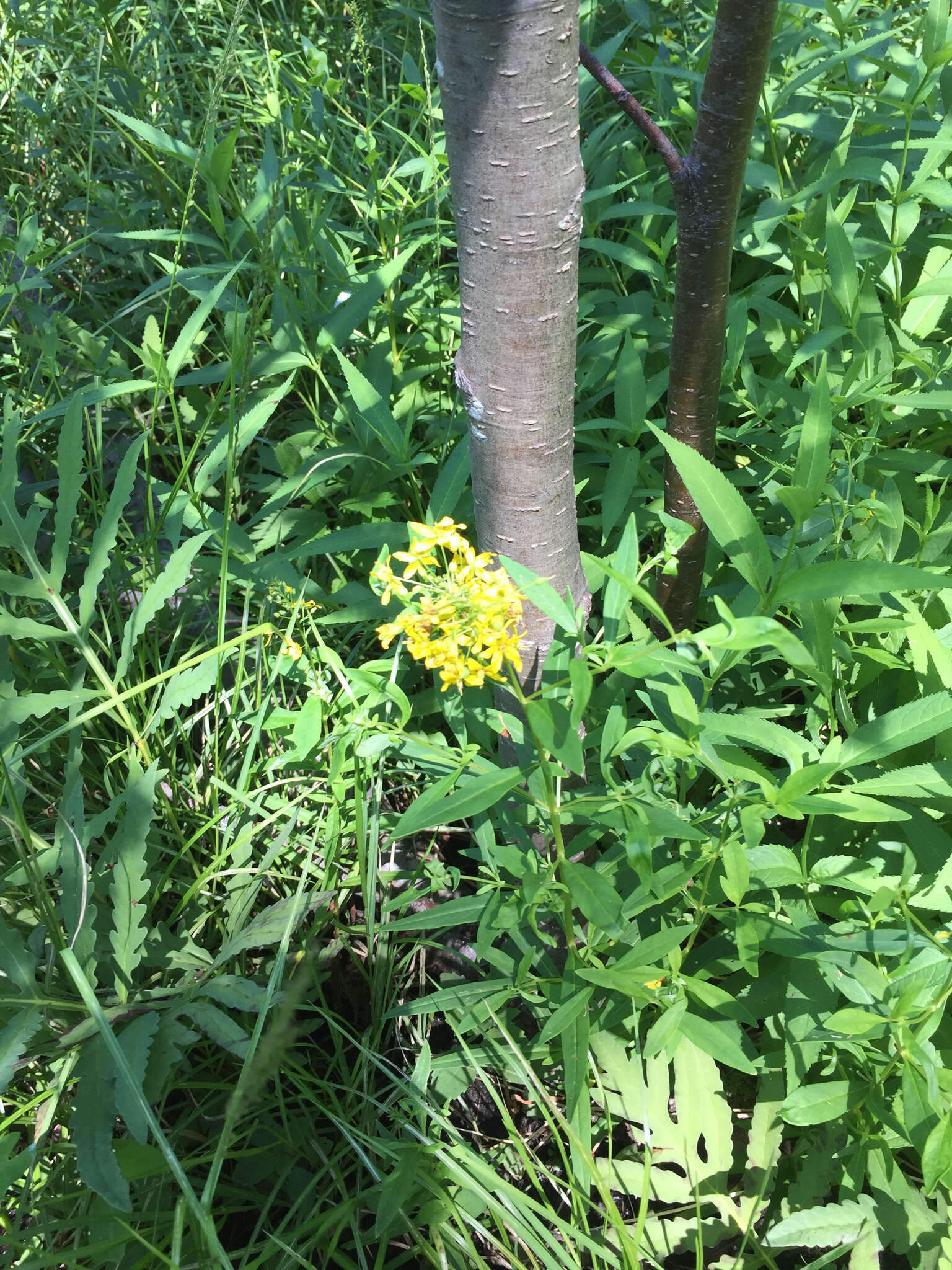 Image of earth loosestrife