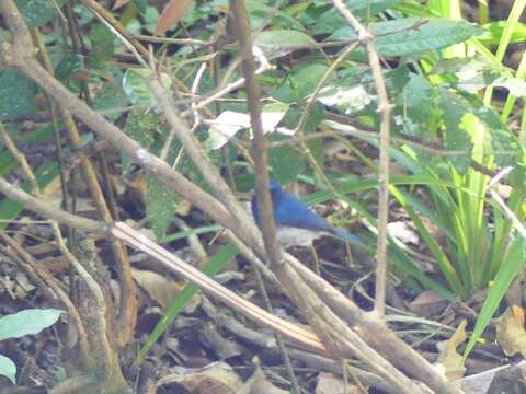 Image of White-bellied Blue Flycatcher