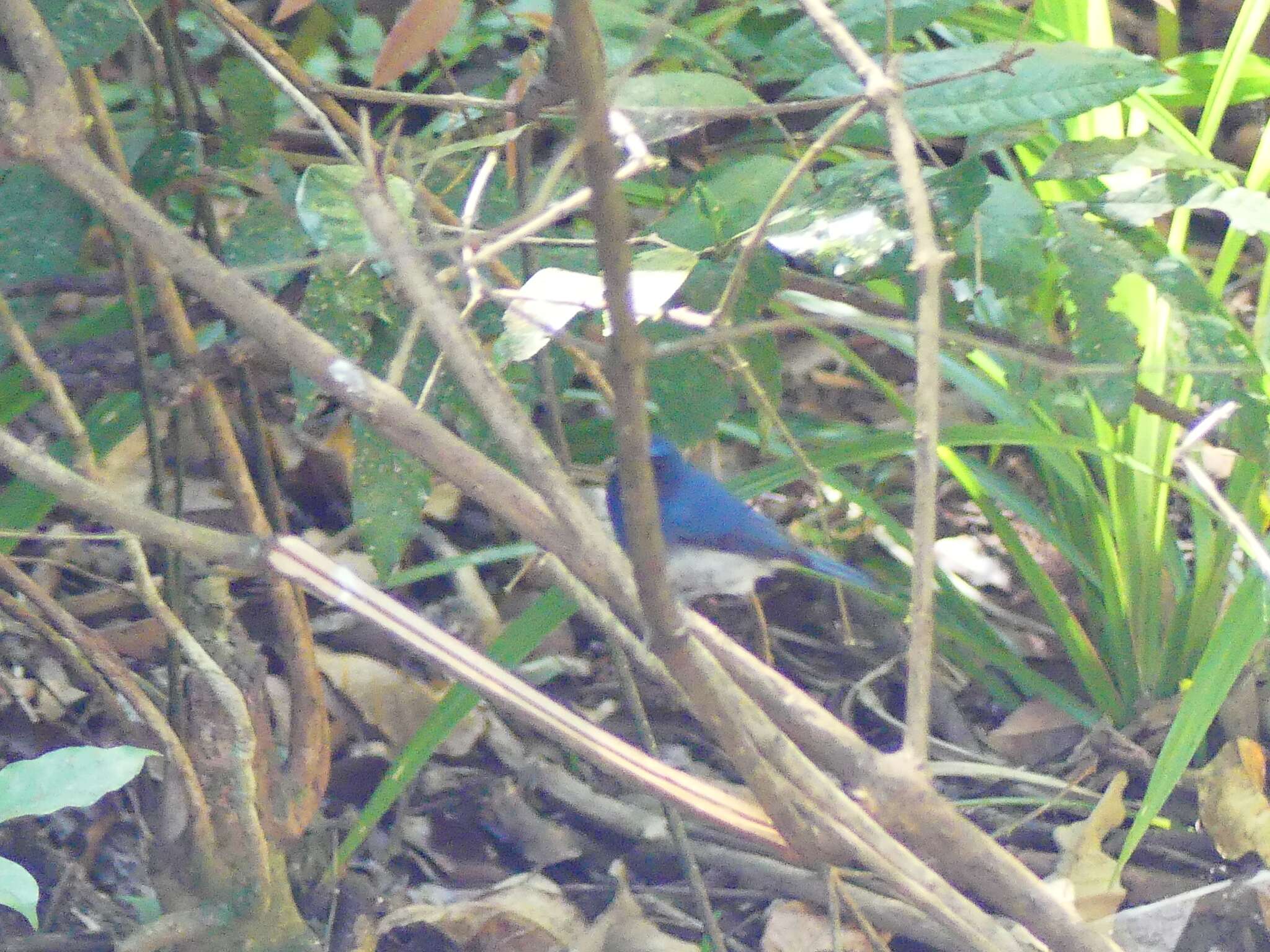 Image of White-bellied Blue Flycatcher