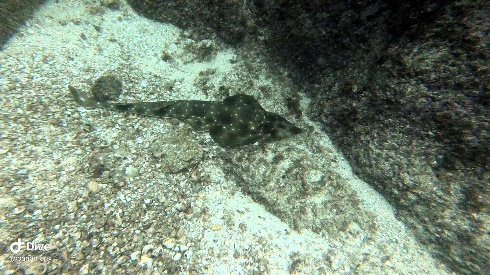 Image of Gorgona guitarfish