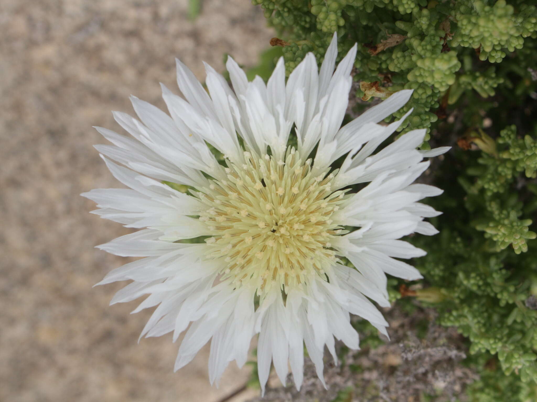 Imagem de Plectocephalus bridgesii