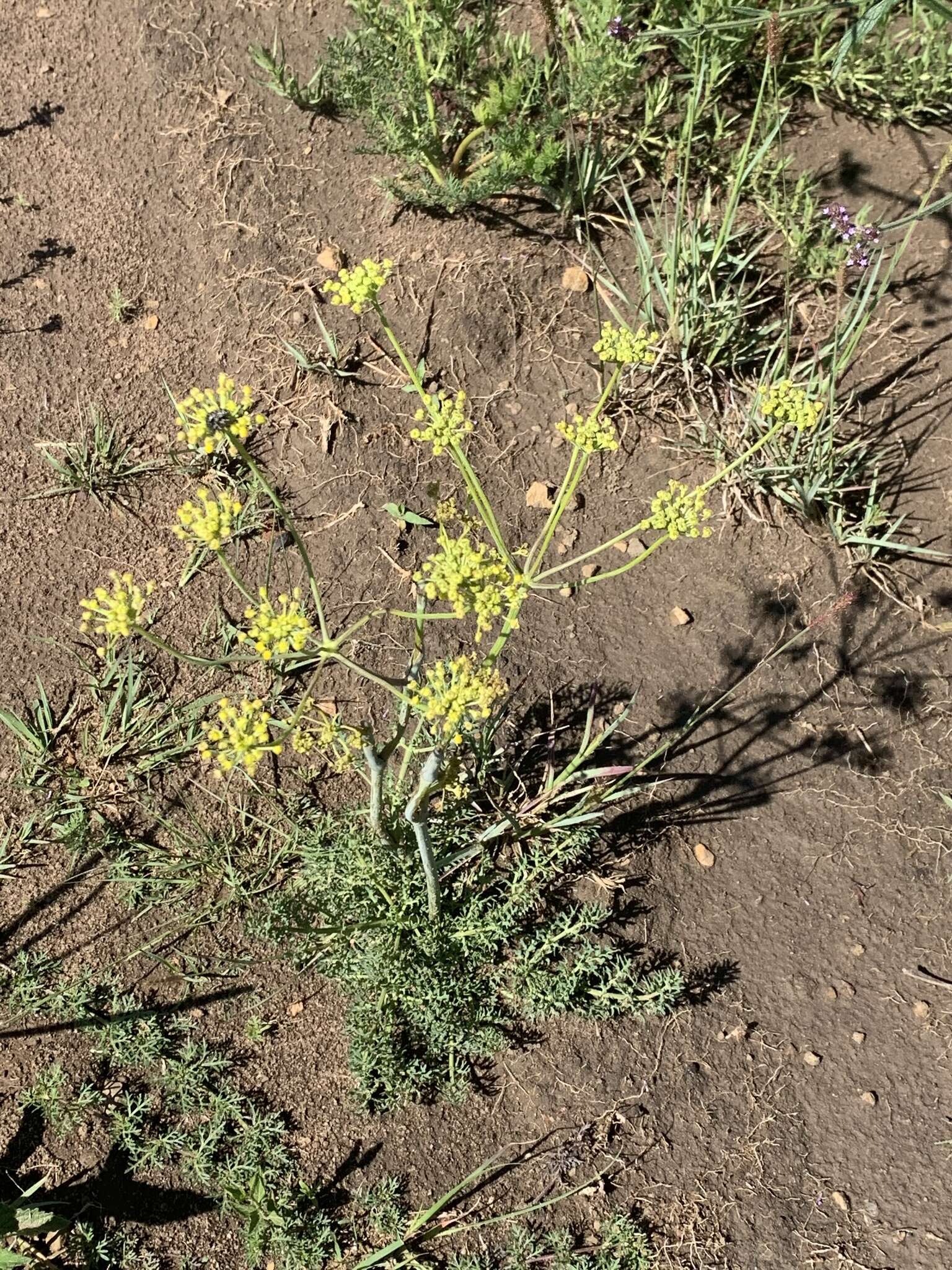 Слика од Afrosciadium magalismontanum (Sond.) Winter