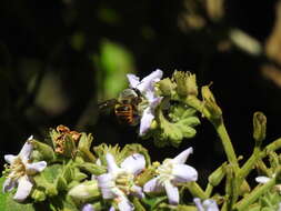 Image of Xylocopa tabaniformis azteca Cresson 1878