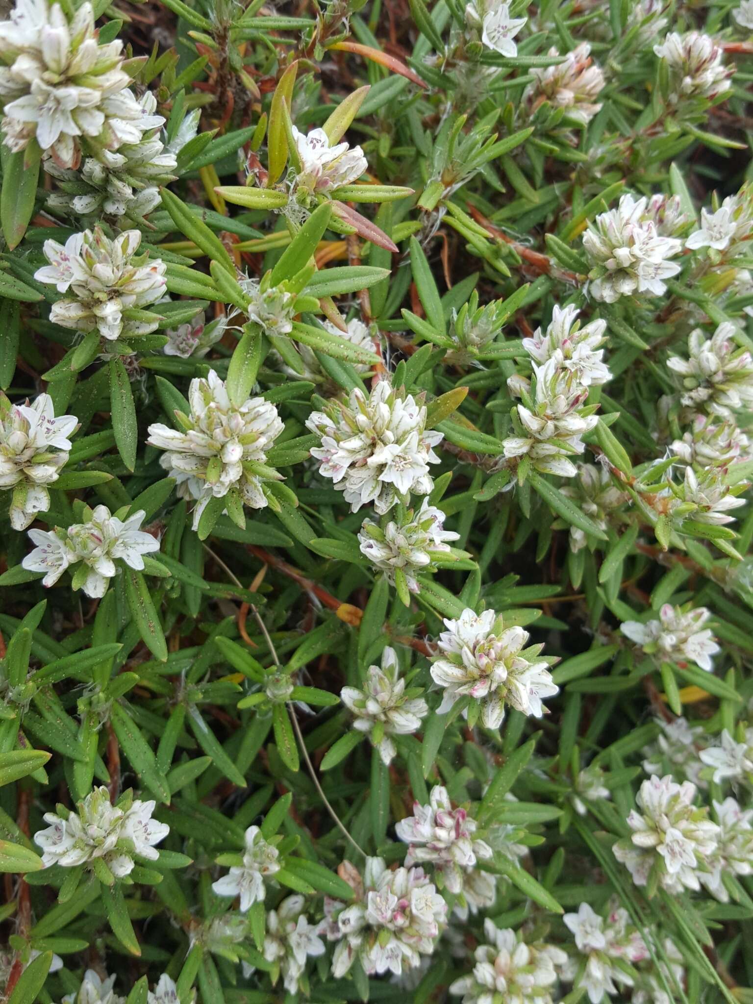 Image of beach knotweed