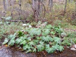 Petasites tatewakianus Kitam.的圖片