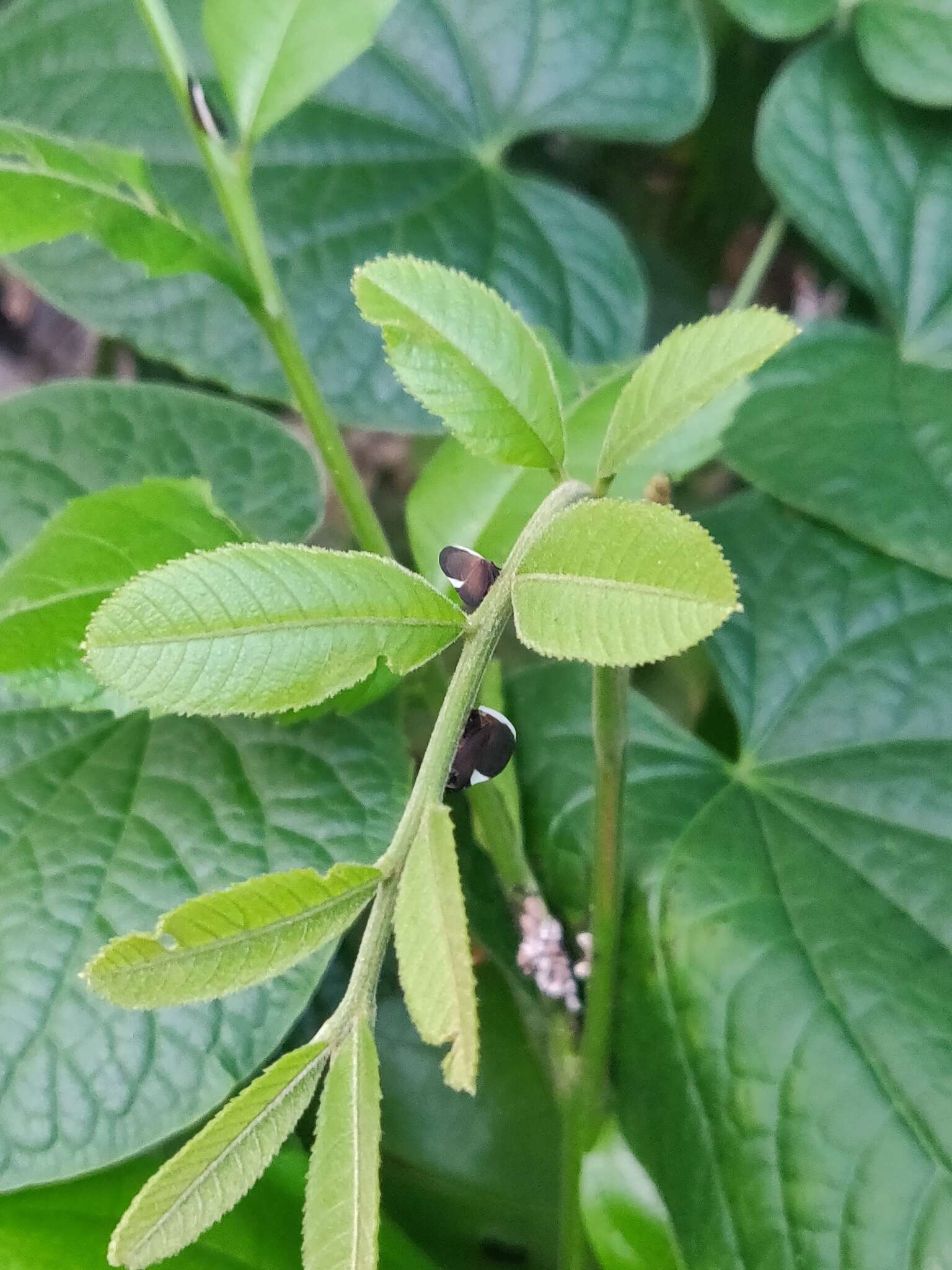 Image of Membracis dorsata Fabricius