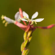 Imagem de Oenothera gaura W. L. Wagner & Hoch