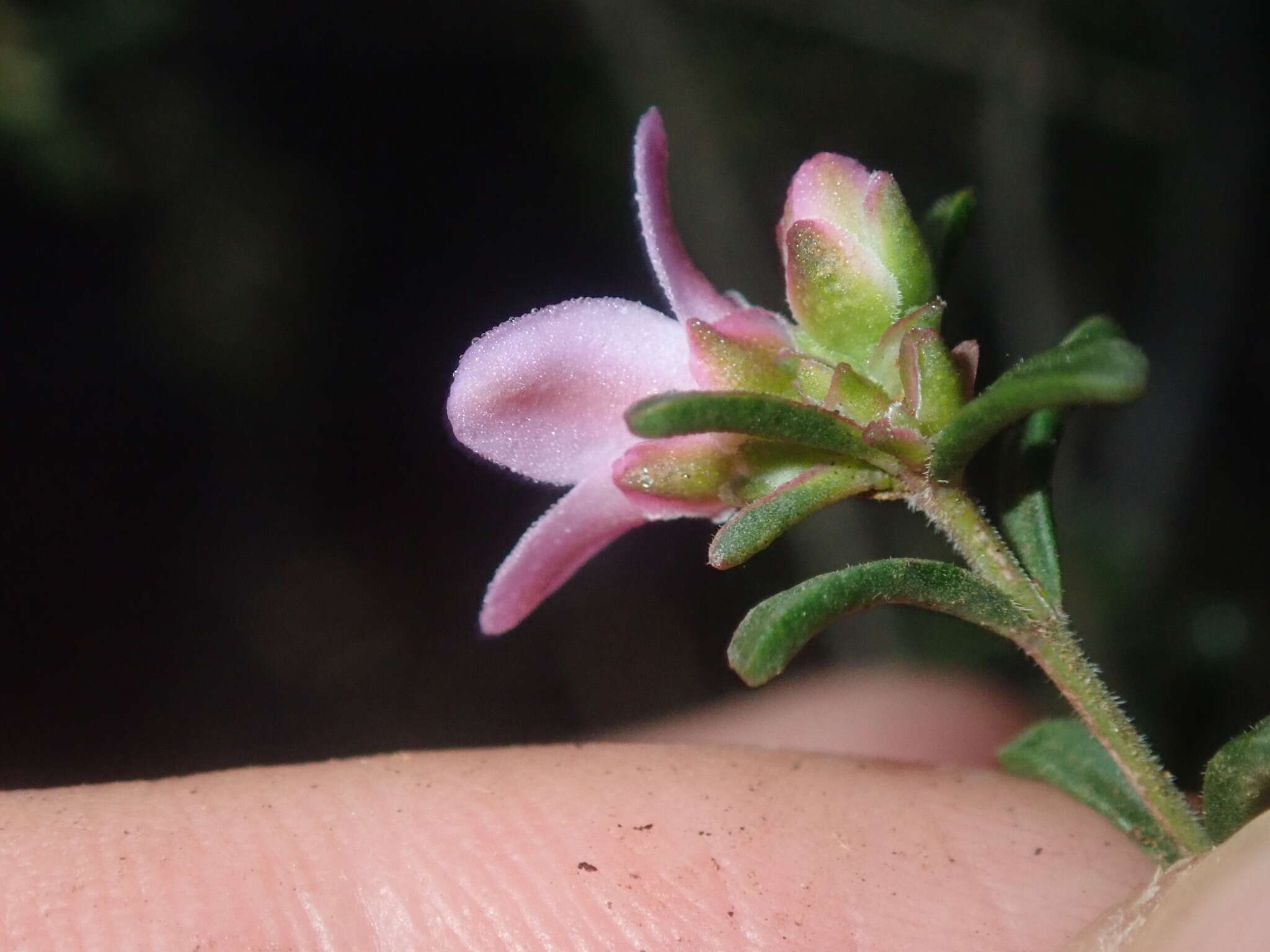 Image of Boronia capitata Benth.