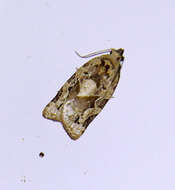 Image of Argyrotaenia confinis