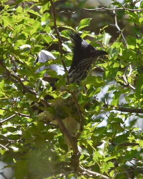 Image of Levaillant's Cuckoo