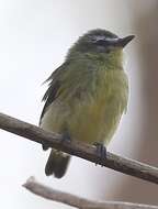 Image of Brown-capped Tyrannulet