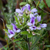 Image of Otholobium obliquum (E. Mey.) C. H. Stirt.