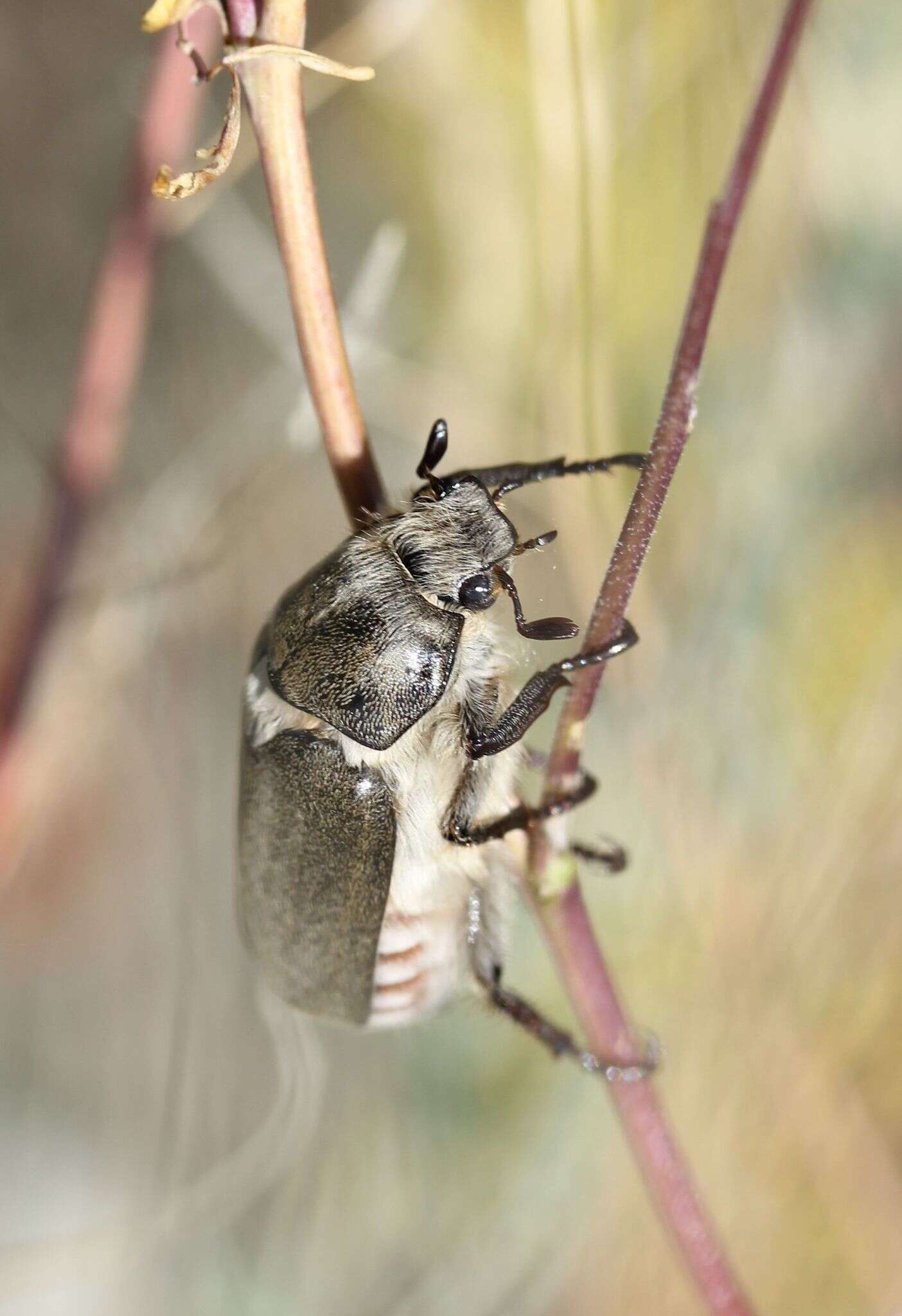 Sivun Anoxia pilosa (Fabricius 1792) kuva