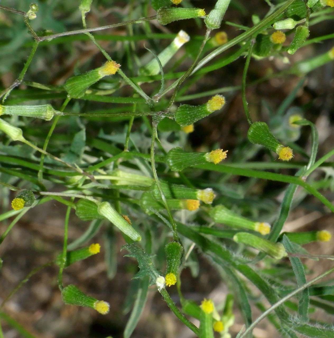 Image of Senecio runcinifolius J. H. Willis