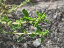 Image of white amaranth, white pigweed