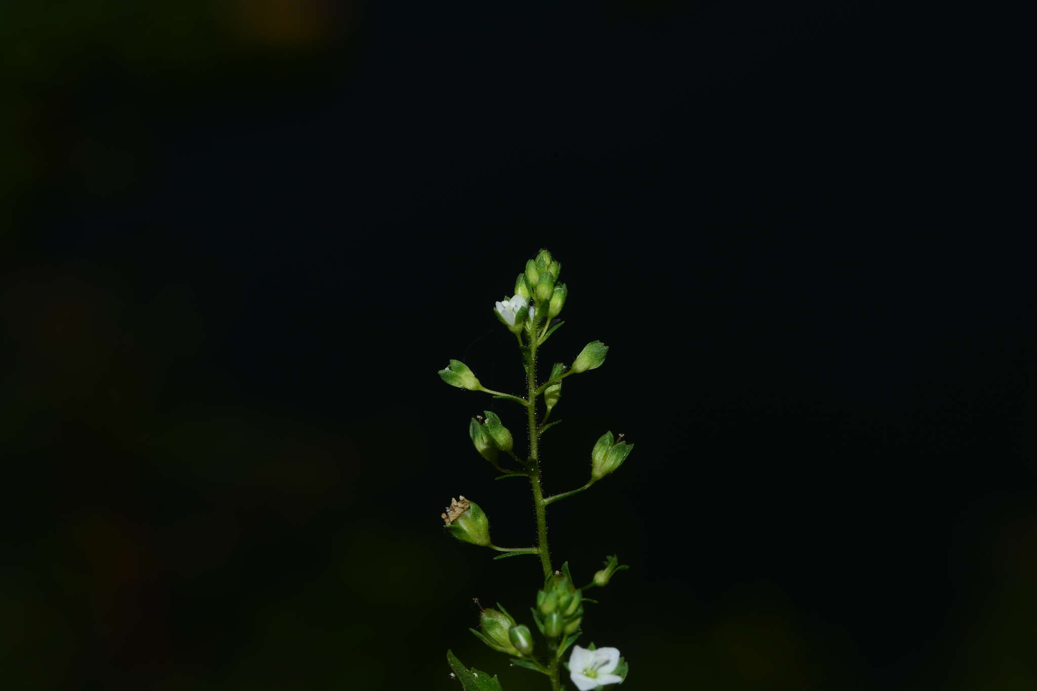 Image of undulate speedwell