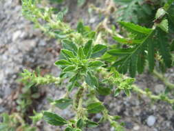 Image of white amaranth, white pigweed