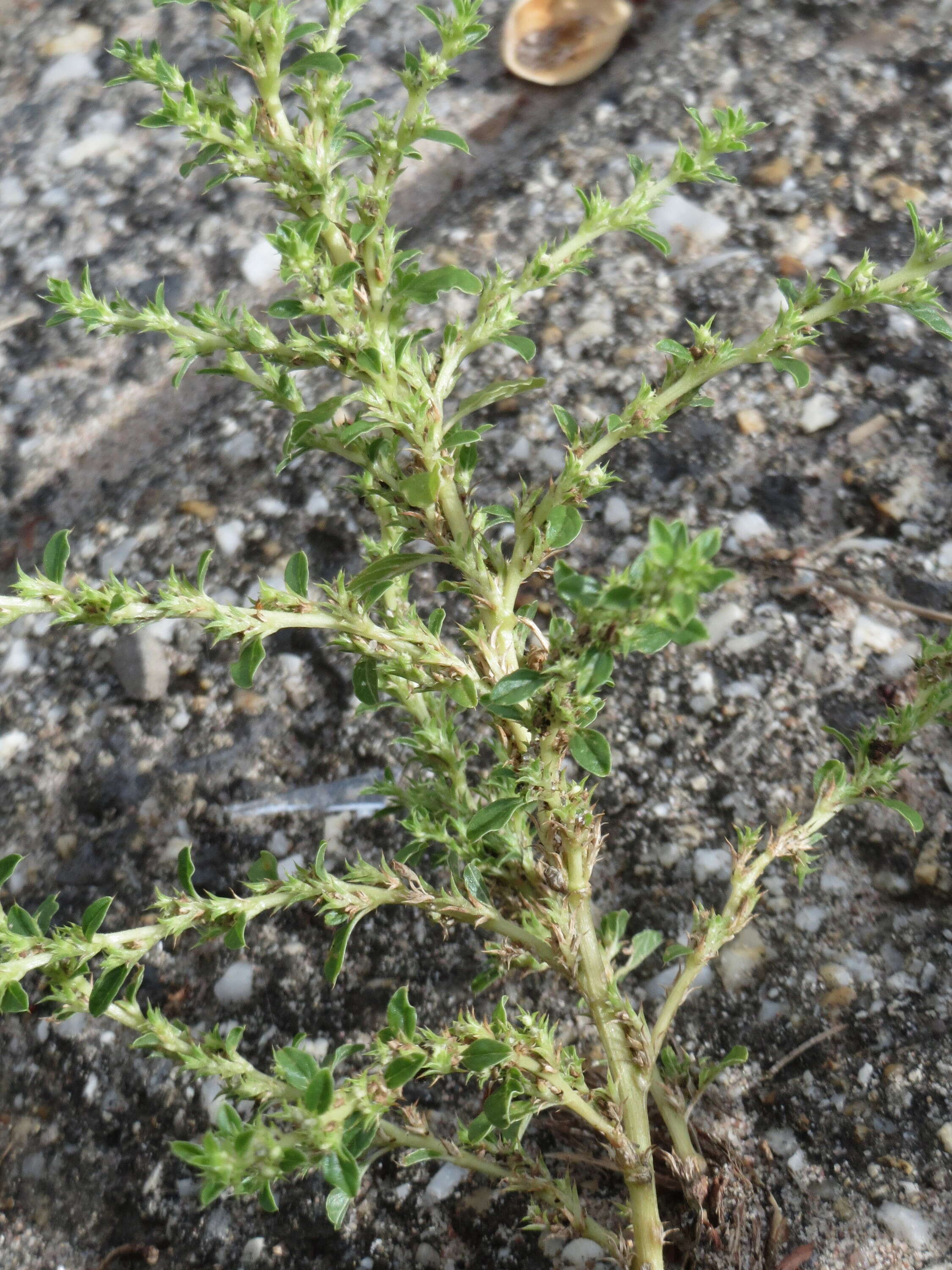 Image of white amaranth, white pigweed