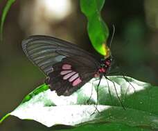 Слика од Parides neophilus (Geyer 1837)