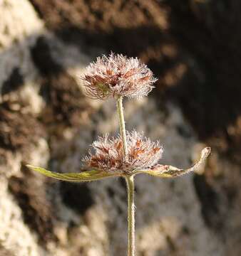 Image of Clinopodium caucasicum Melnikov